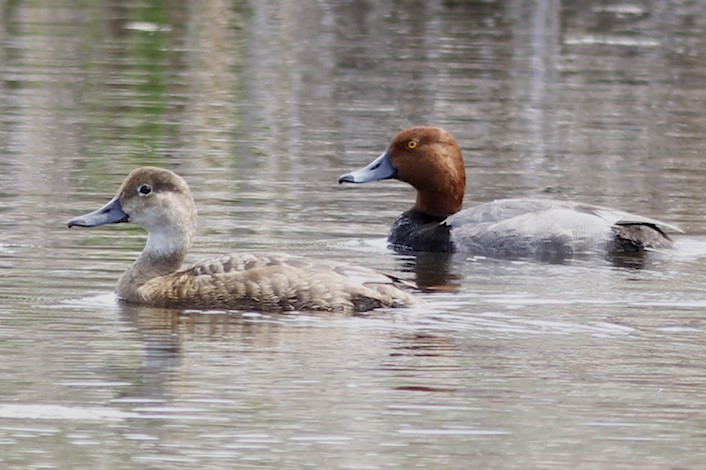 Redhead Duck pair Elk Island.jpg