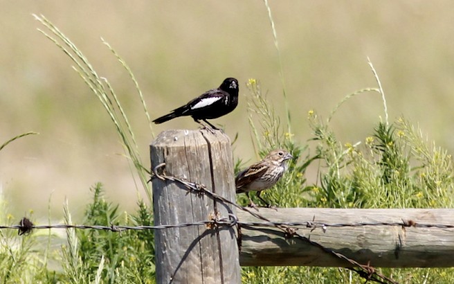 Lark Bunting pair.jpg