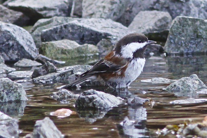 Chestnut backed