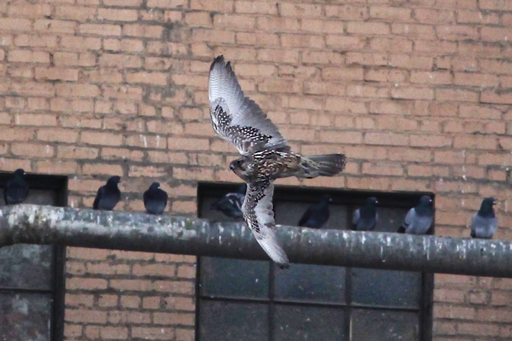 Gyr Falcons