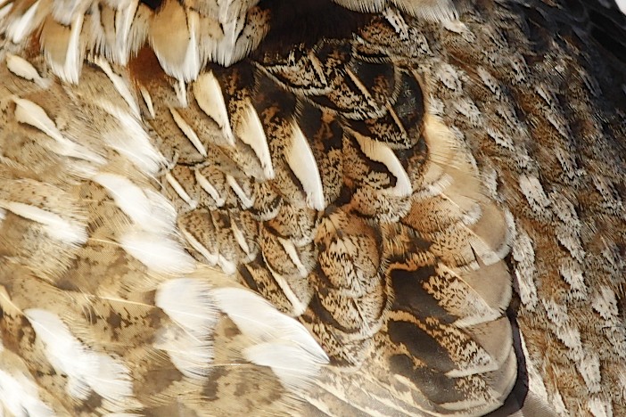 Ruffed Grouse feathers.jpg