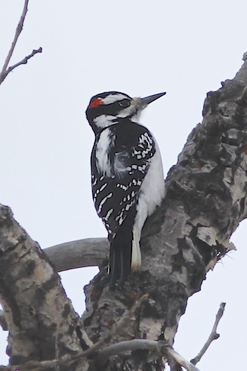 Hairy Woodpecker.jpg