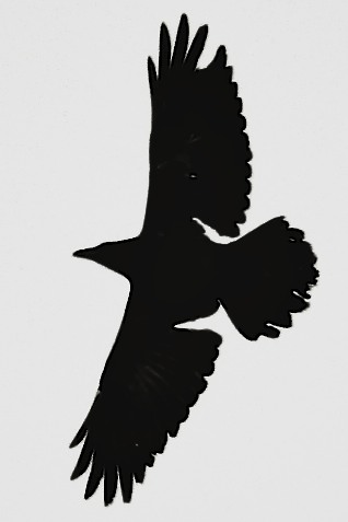 Raven molting flight.jpg
