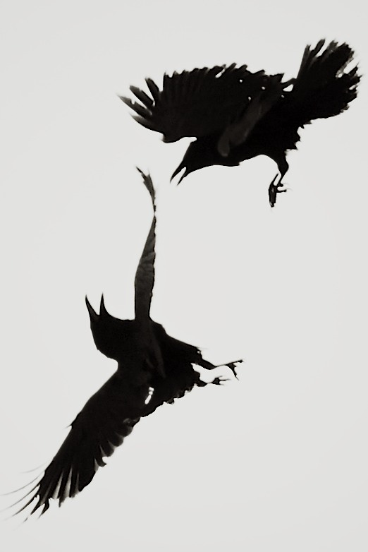 Ravens