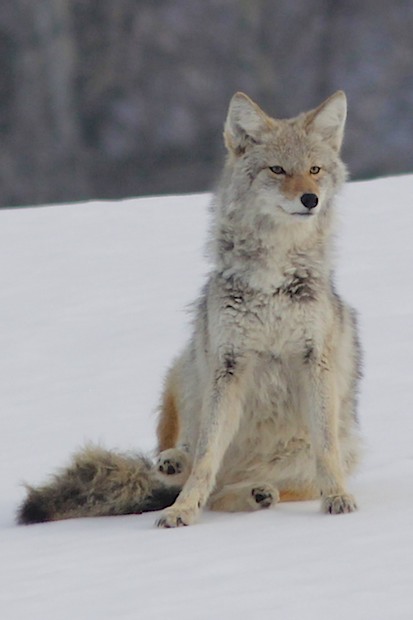 Coyote Keillor Rd.jpg