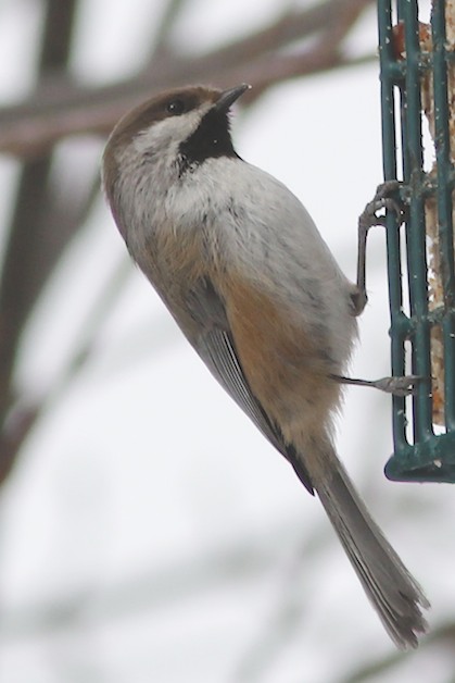 Boreal Chickadee.jpg