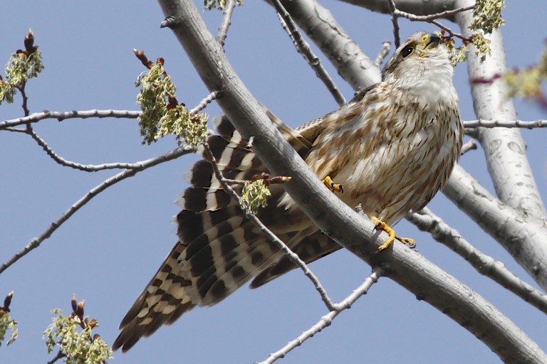 Merlin