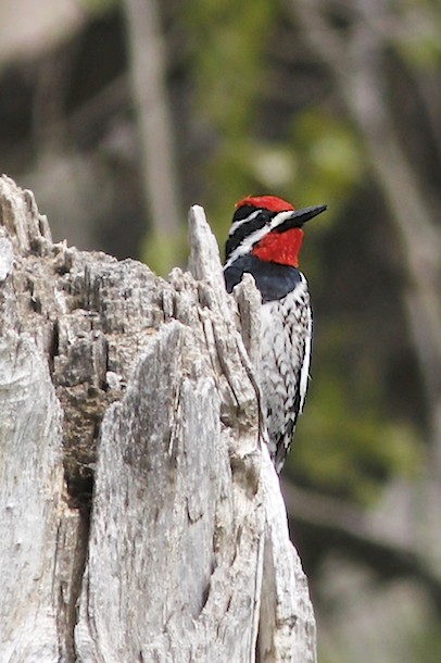 Red naped Sapsucker (male).jpg