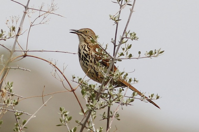 Brown Thrasher.jpg