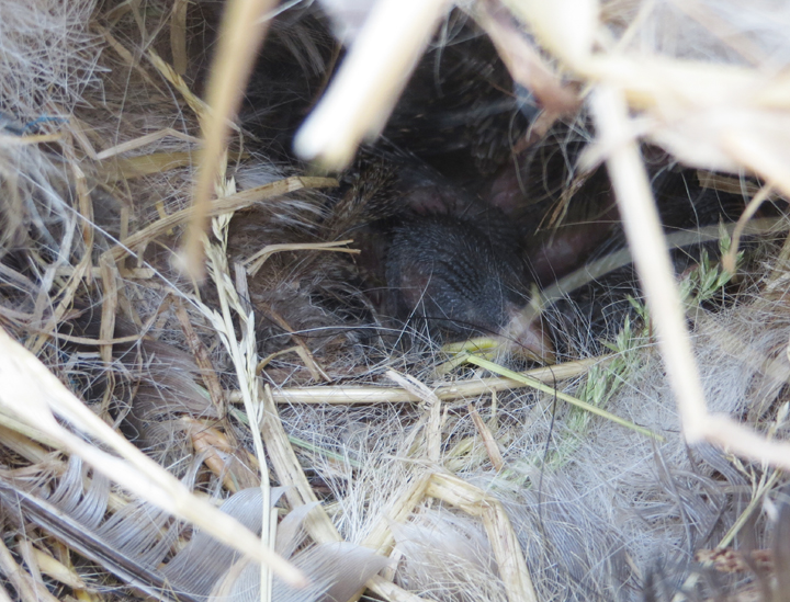 Baby Tree Swallow in nest box
