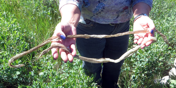 Garter Snake skins