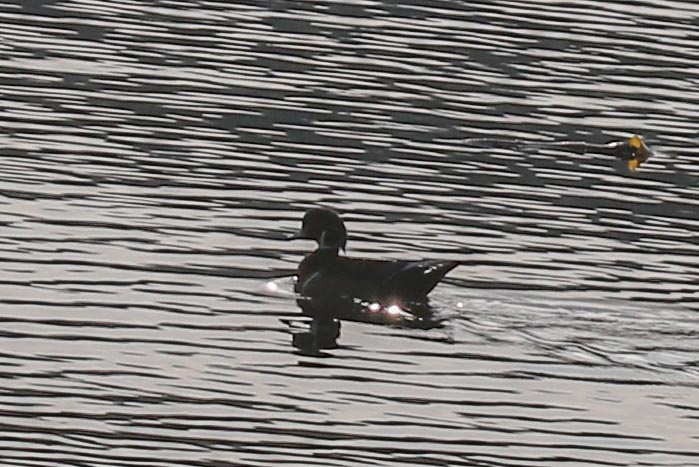 Wood Duck back-lit Sooke Whiffen Spit 9.29.2016.jpg