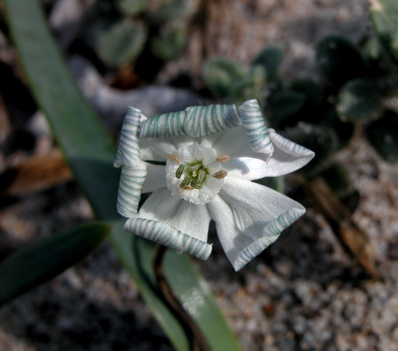 Silene corsica 