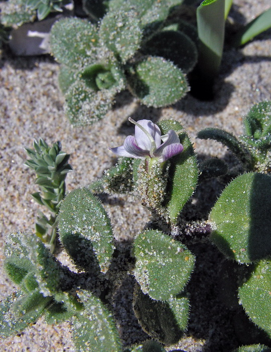 Silene corsica 