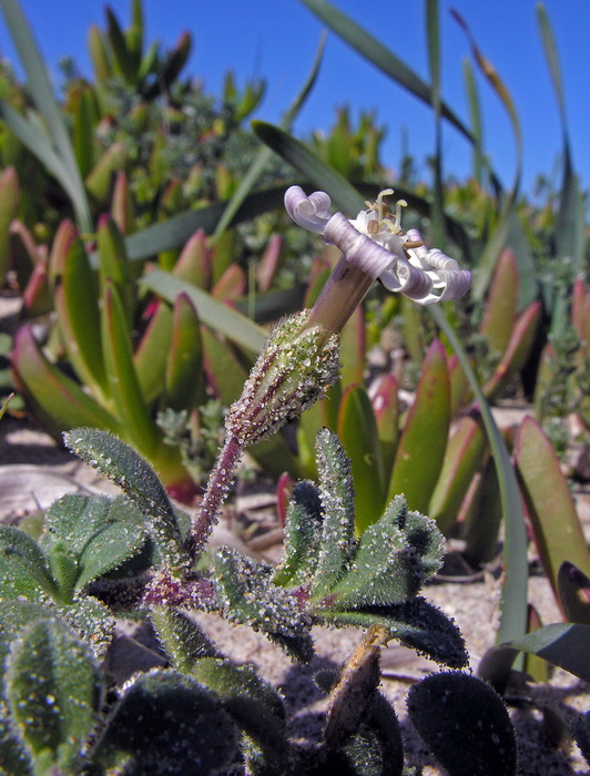 Silene corsica