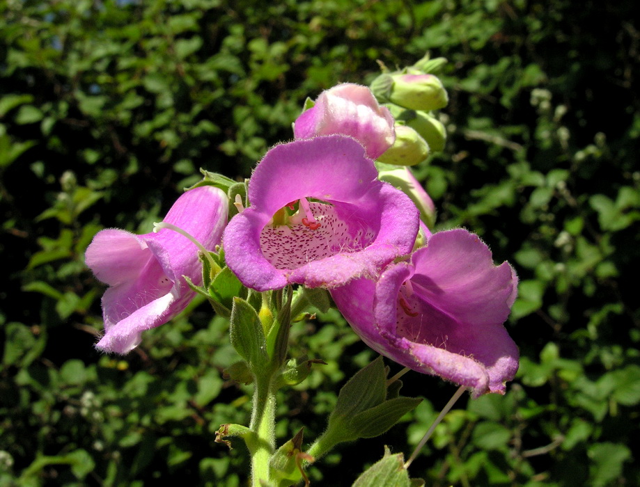 Digitalis purpurea  - Digitale - Tzacca tzacca 