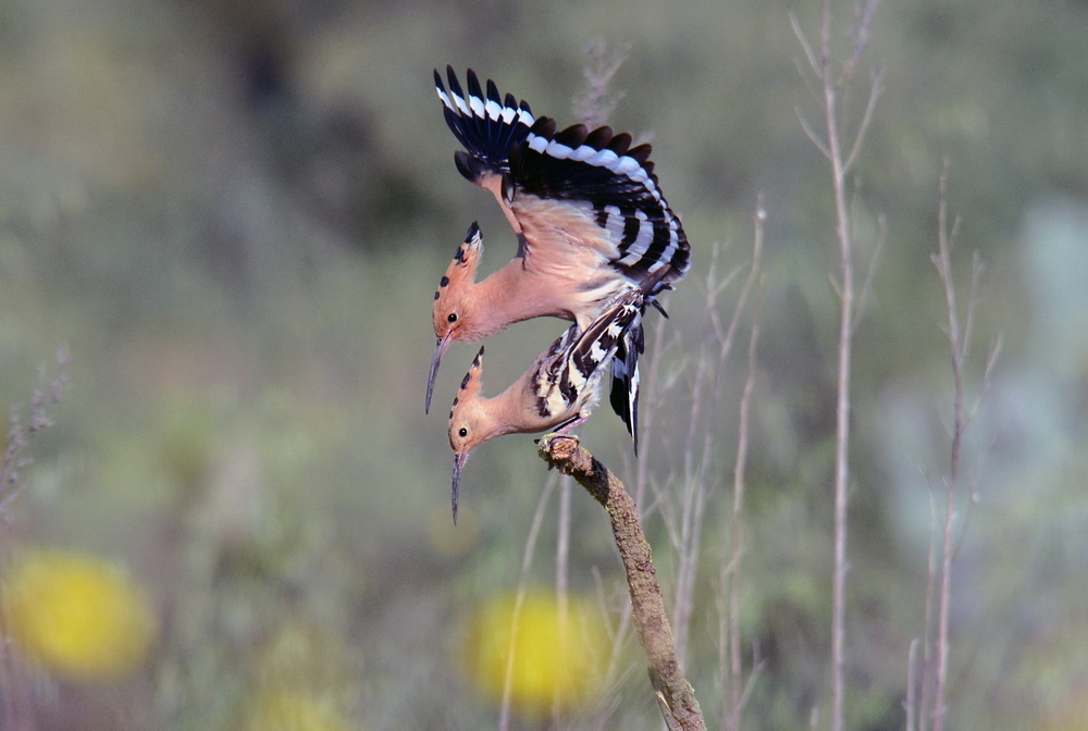 Upupa - Upupa epops - mating