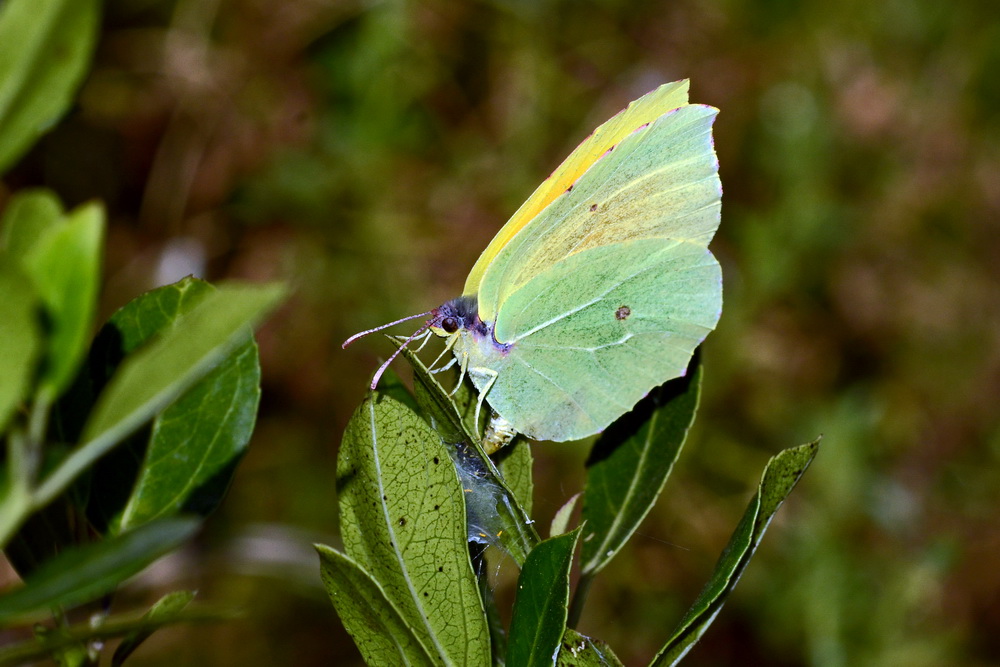 Gonepteryx Cleopatra - Cleopatra depone le uova