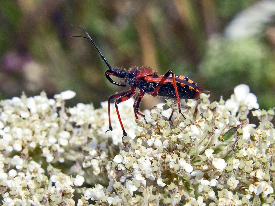 Rhynocoris iracundus - Cimice assassina 