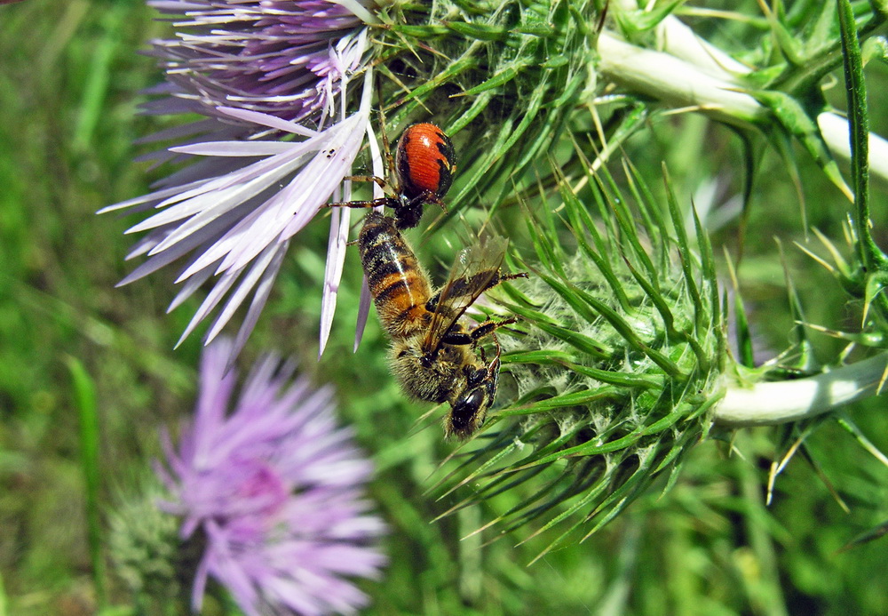 Ape europea - Apis mellifera predata da Synaema globosum rosso