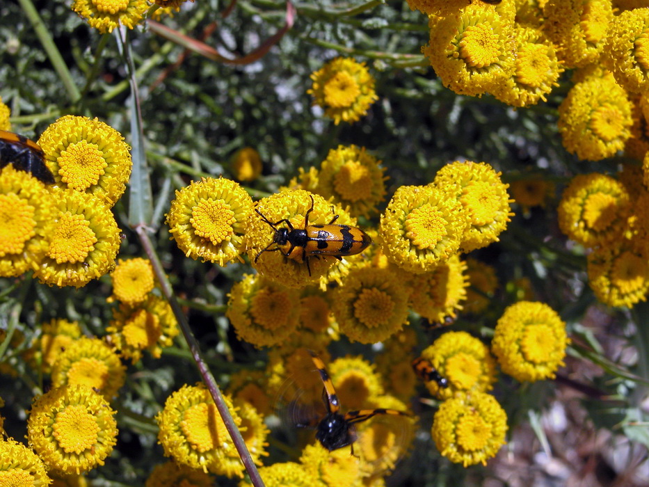 Santolina insularis-Crespolina maggiore 2.JPG