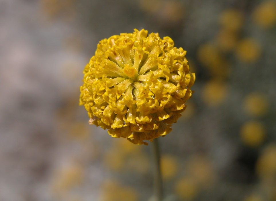 Santolina insularis-Crespolina maggiore 