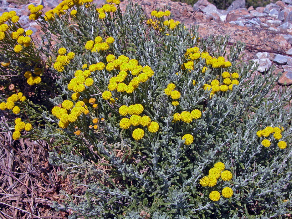 Santolina insularis-Crespolina maggiore 