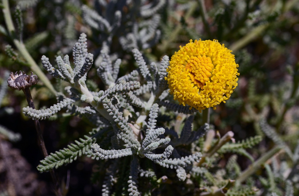 Santolina insularis-Crespolina maggiore  