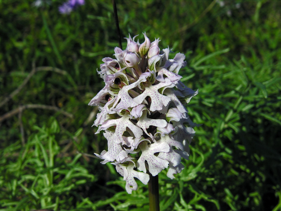 Orchis lactea - Orchidea lattea 