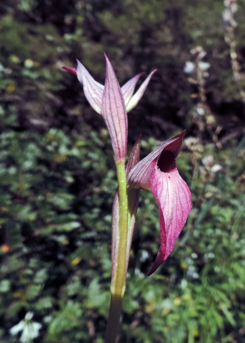 Serapias sp 