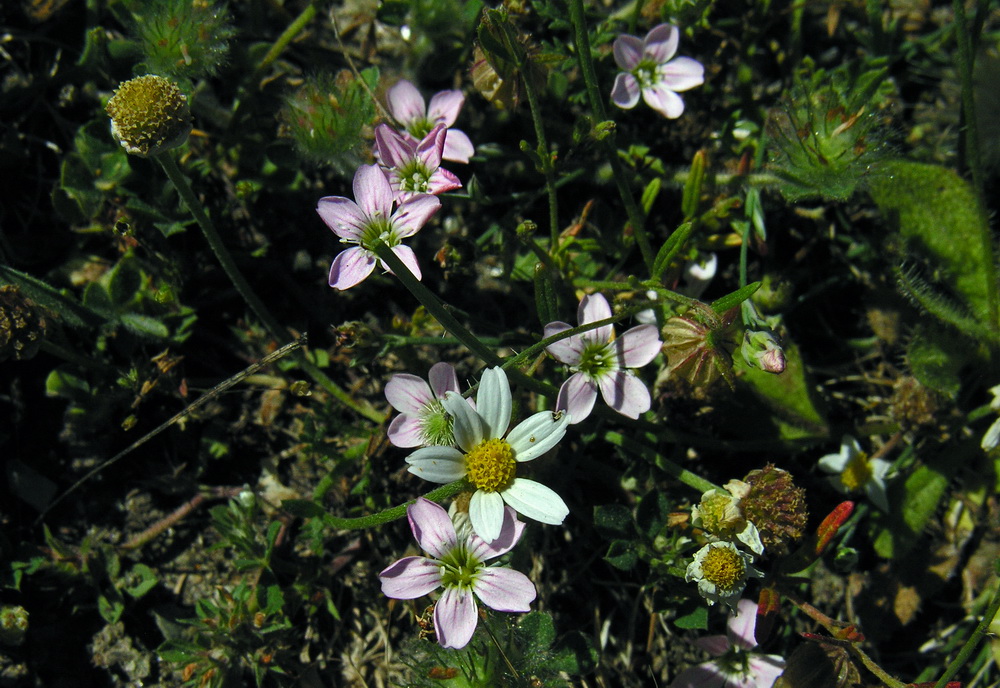 Sagina del Gennargentu-Sagina pilifera 