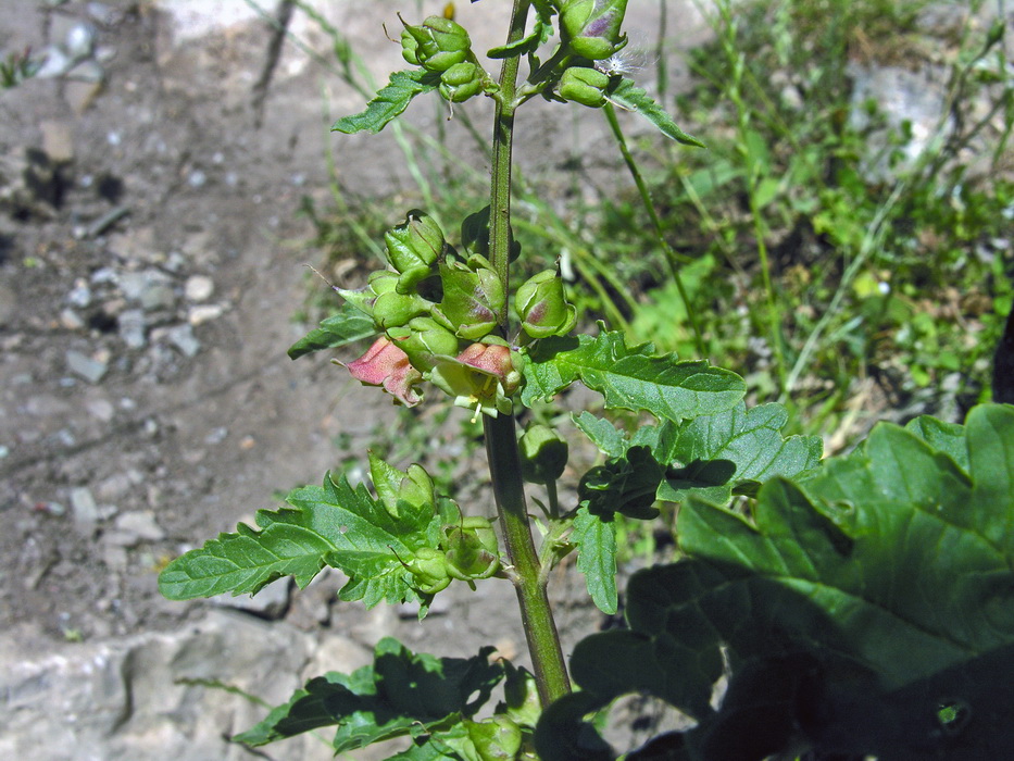 Scrofularia di Sardegna - Scofuliaria trifoliata  
