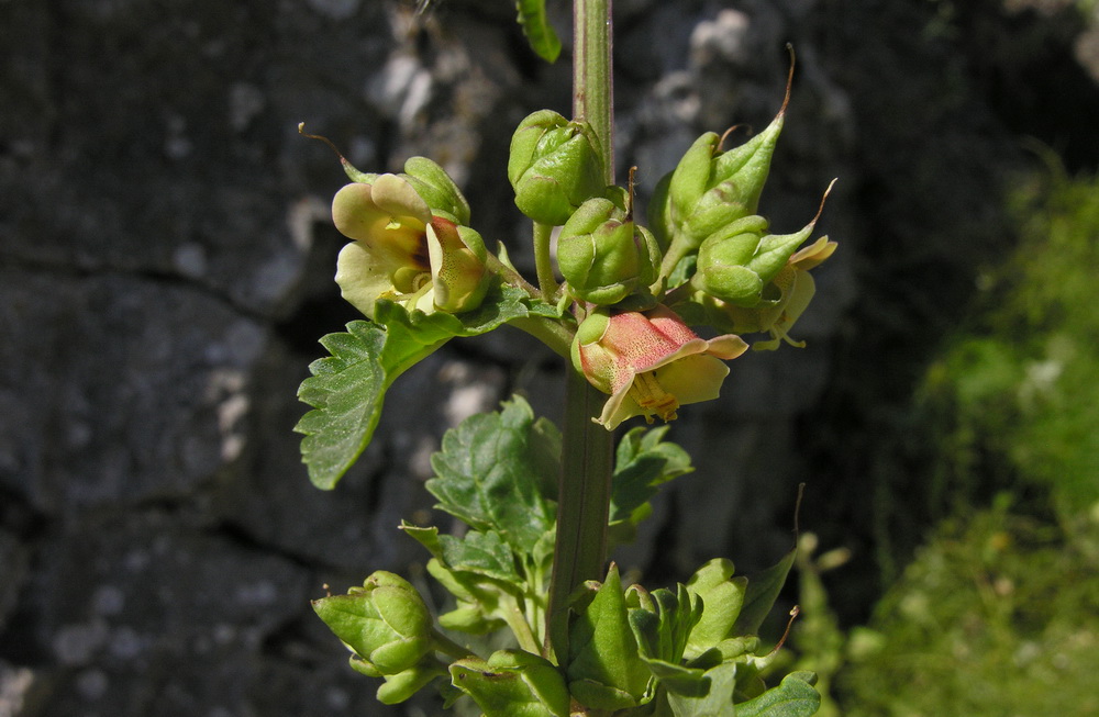 Scrofularia di Sardegna - Scofuliaria trifoliata 