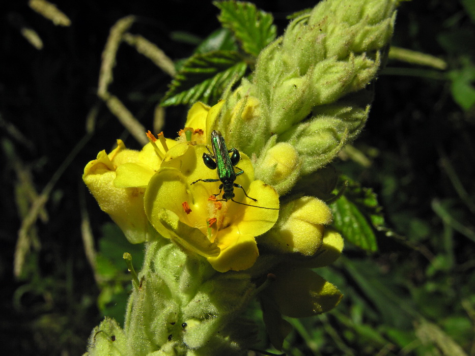 Verbasco di Sardegna - Verbascum conocarpum  (con Oedemera nobilis)