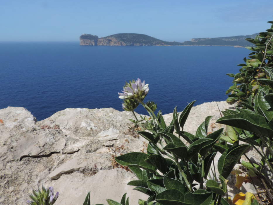Trifoglio di Moris - Psoralea morisiana  