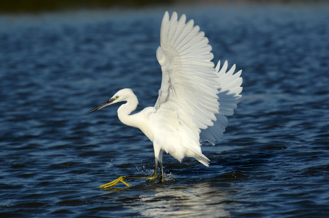 Garzetta - Egretta Garzetta in caccia