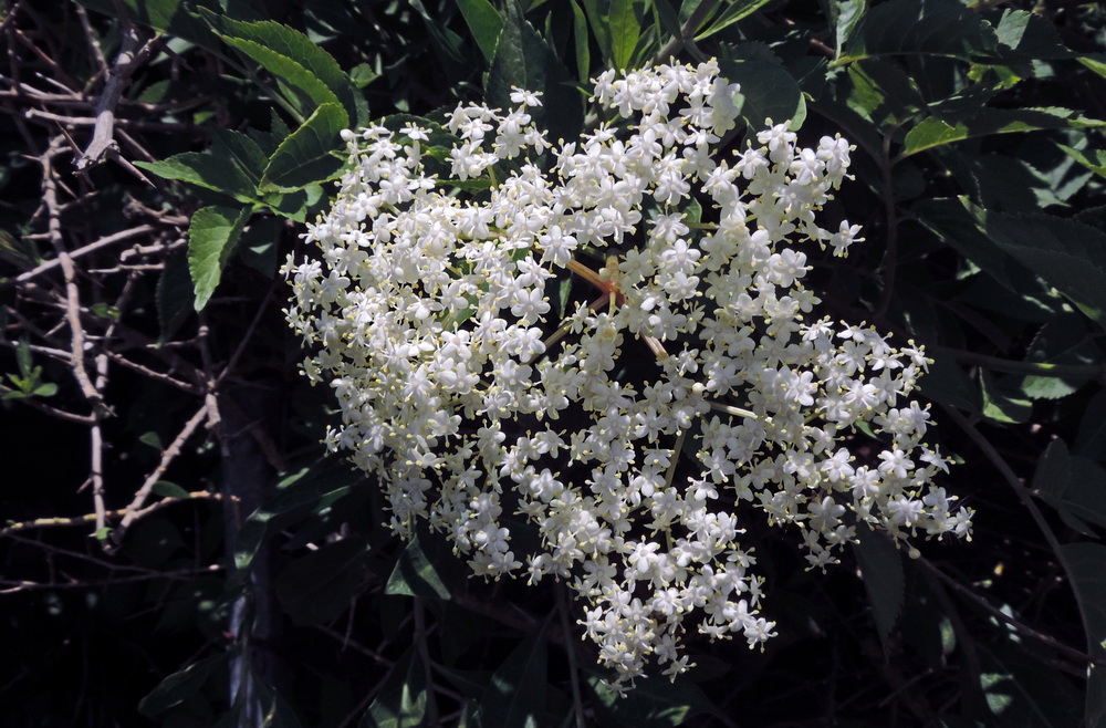 Sambuco - Sambucus nigra