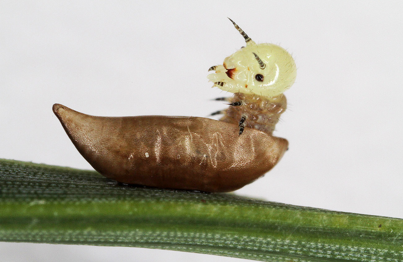 Acantholyda-posticalis_baby.jpg
