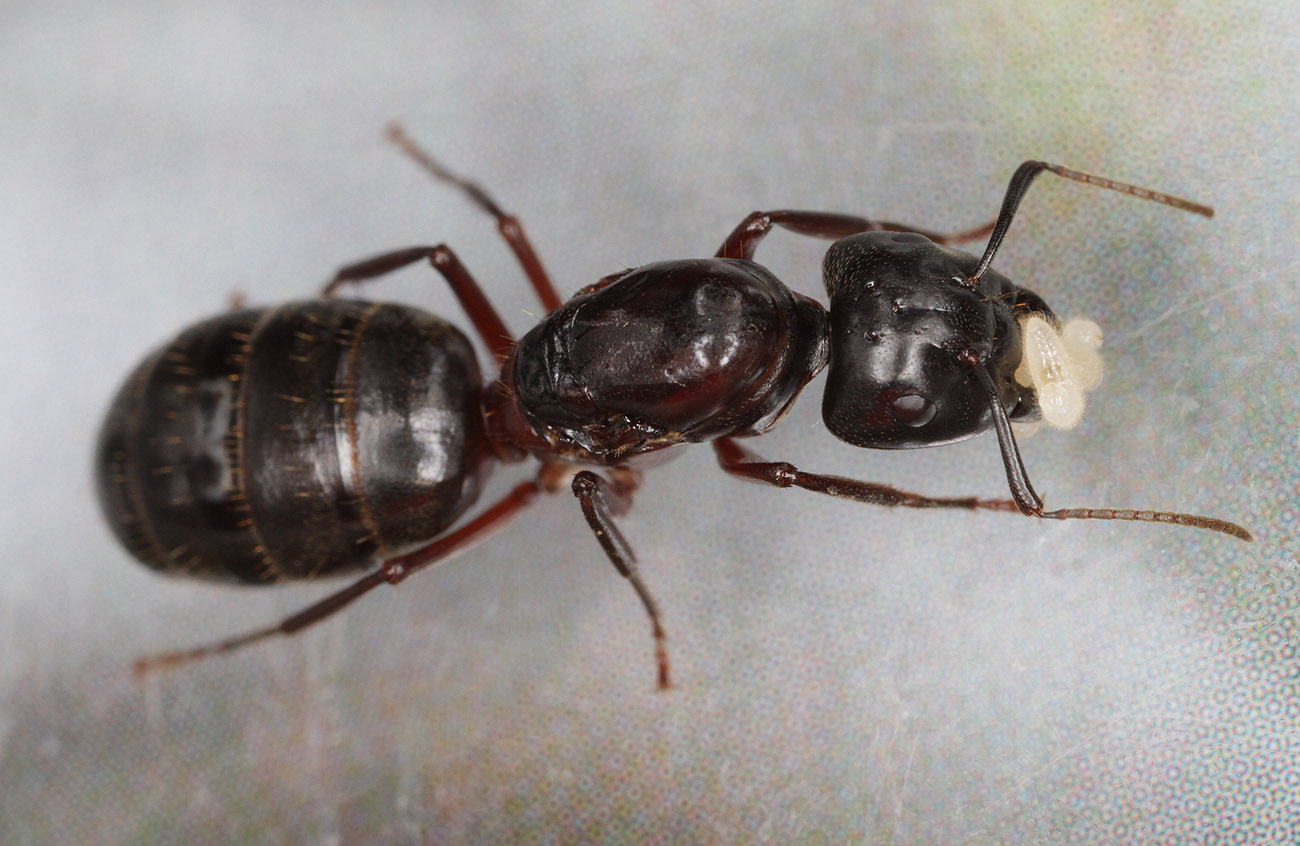 Camponotus-herculeanus_Queen.jpg