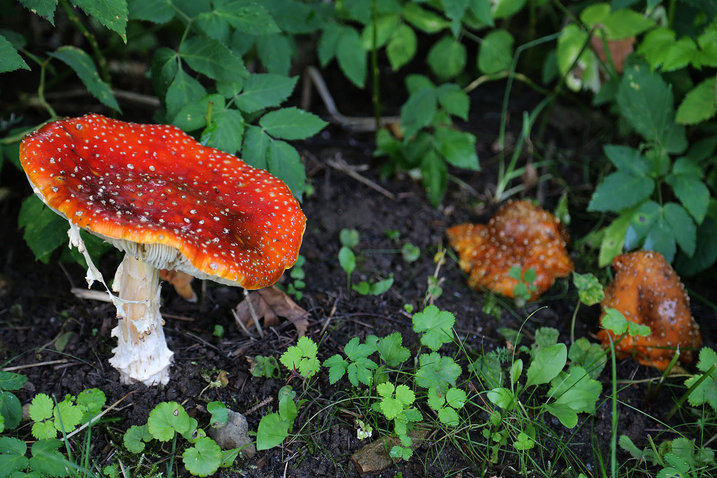 Amanita_21-08-13_at7-15.jpg
