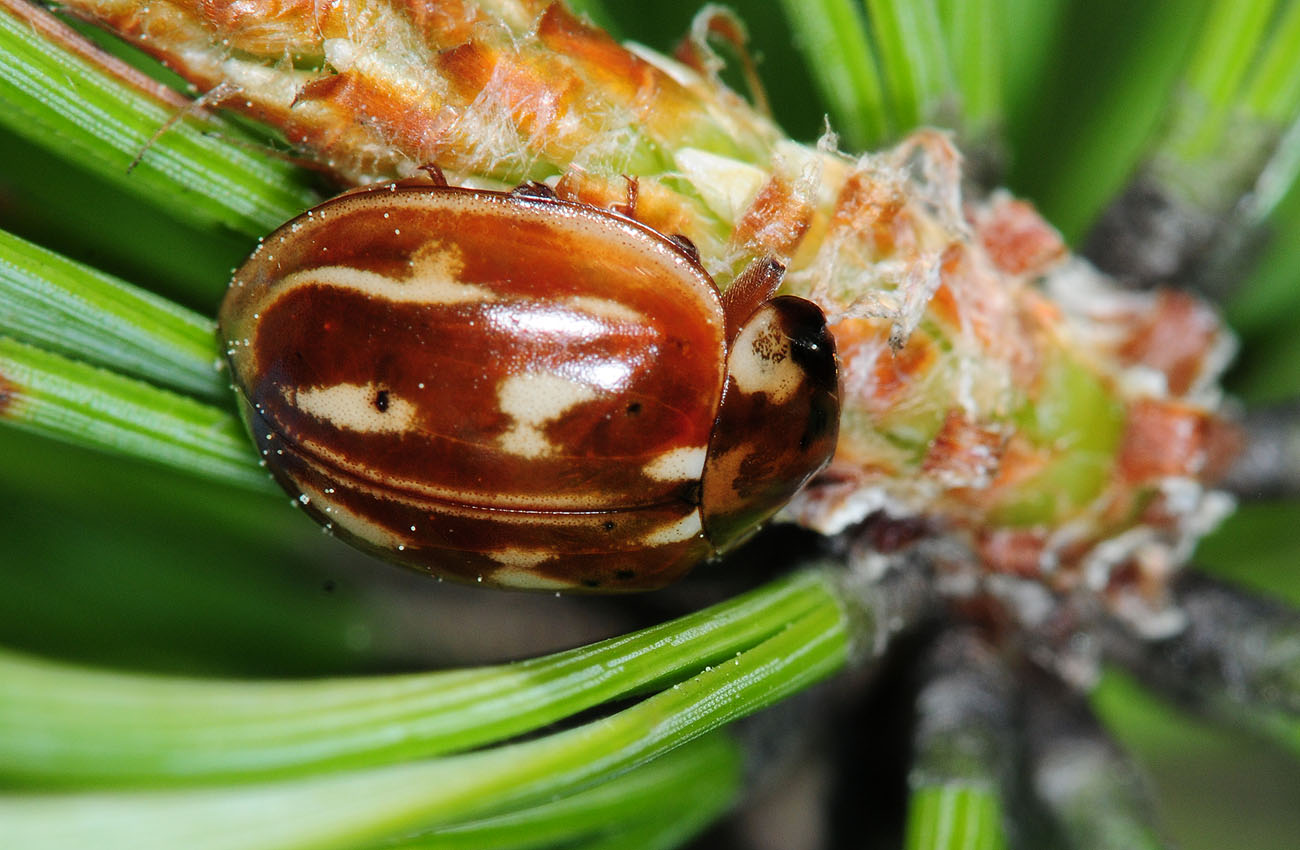 Myzia-oblongoguttata.jpg