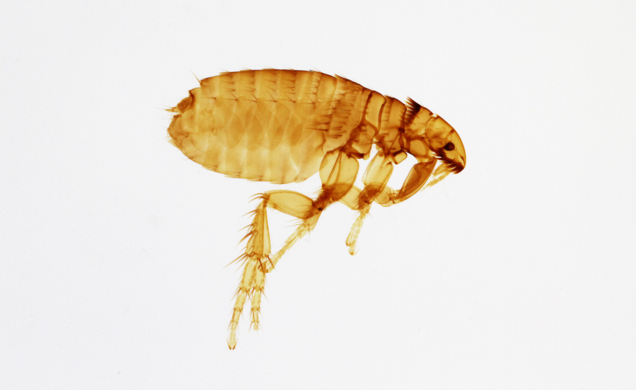 Ctenocephalides-canis.jpg