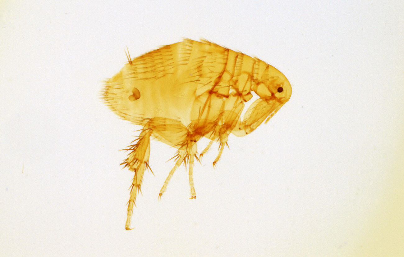 Nosopsyllus-fasciatus.jpg