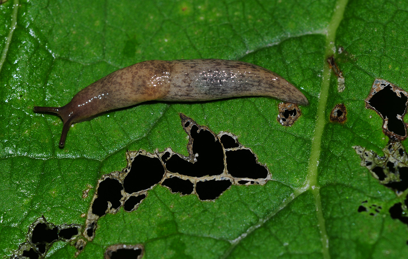 Deroceras-reticulatum2.jpg