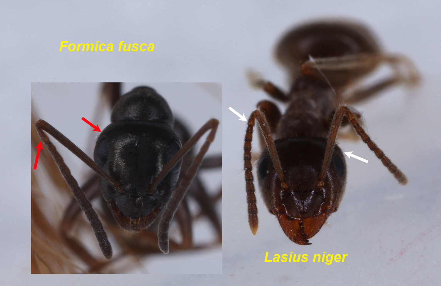 Lasius_Formica.jpg