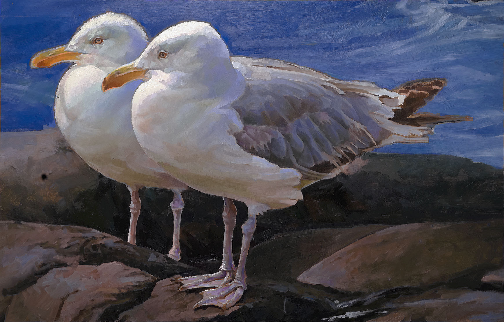 Gulls, Monhegan 19 x 29