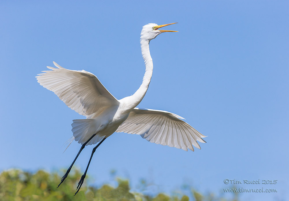 1DX50155 - Great Egret