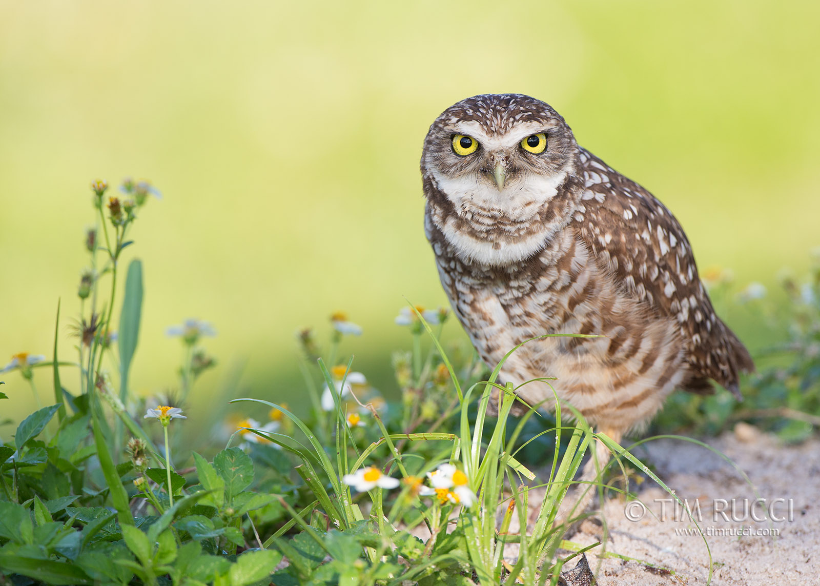 1DX79666 - Burrowing Owl
