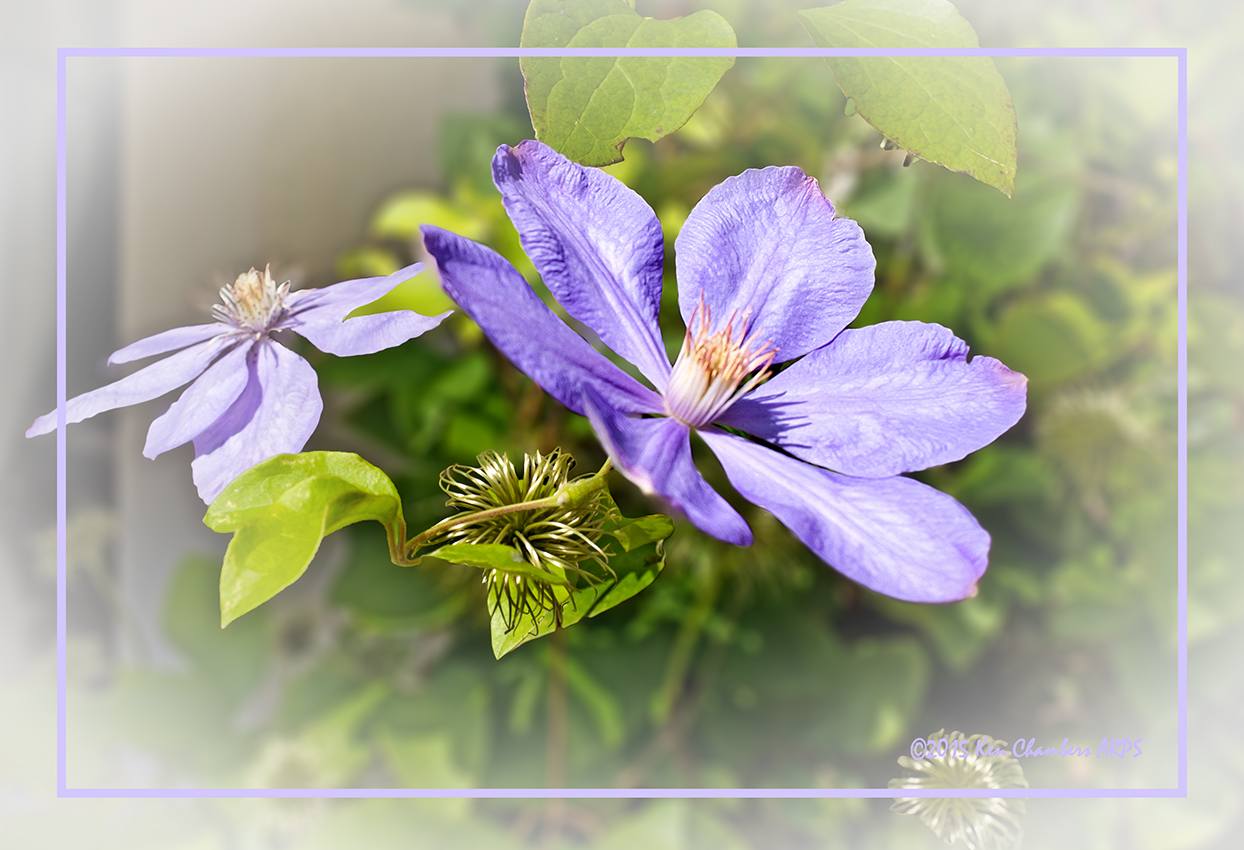 Clematis 