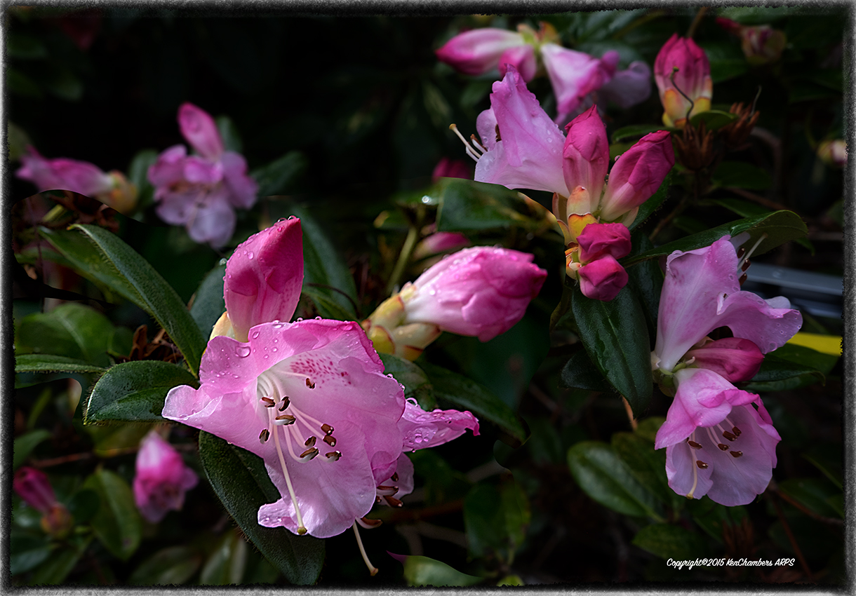 Rain Drops 